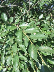 Ulmus pumila