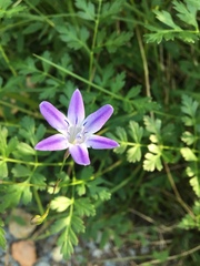 Triteleia bridgesii
