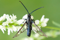 Synanthedon pictipes