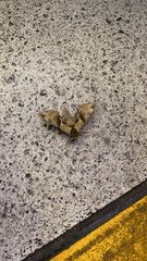 Callambulyx tatarinovii