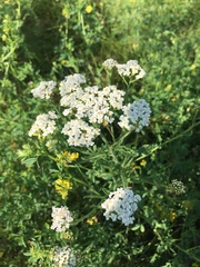Achillea millefolium
