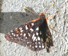 Euphydryas chalcedona chalcedona