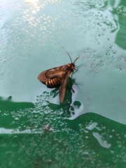 Amsactoides guangxica