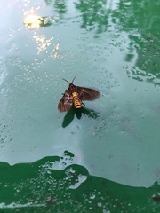 Amsactoides guangxica