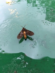 Amsactoides guangxica