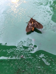 Amsactoides guangxica