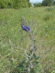 Delphinium retropilosum