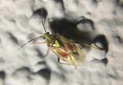 Lygus hesperus