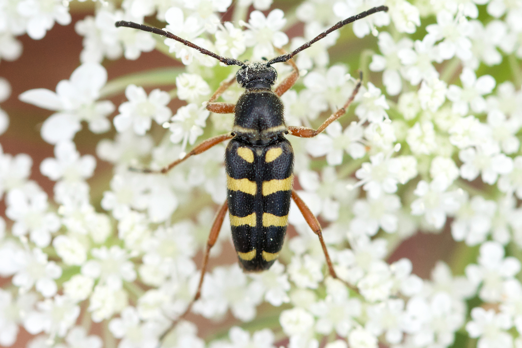 Typocerus sparsus