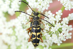 Typocerus sparsus