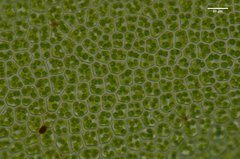 Mnium thomsonii