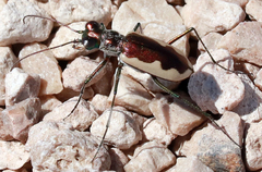 Eunota circumpicta