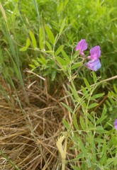 Lathyrus palustris pilosus
