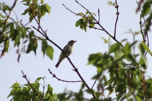 Warbling Vireo (Birds of Alabama) · iNaturalist