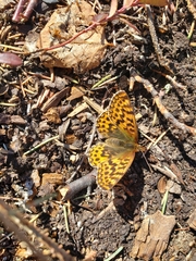 Boloria polaris