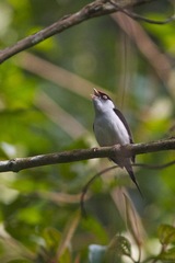 Ilicura militaris