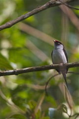 Ilicura militaris