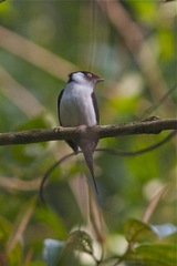 Ilicura militaris