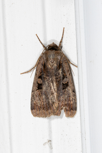 Two-spotted Dart photo 5