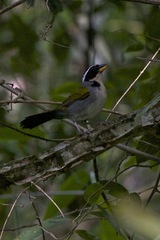 Arremon semitorquatus