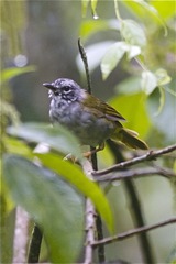 Myiothlypis leucoblephara