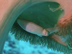 Sepia papuensis