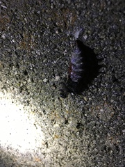 Nymphalis