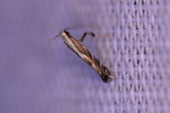 Leucospilapteryx venustella