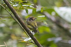 Myiornis auricularis