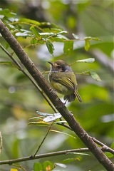 Myiornis auricularis