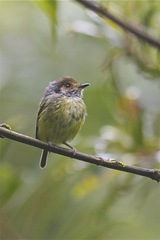Myiornis auricularis