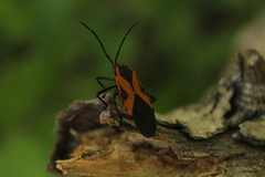 Sephina vinula