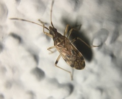 Ozophora occidentalis