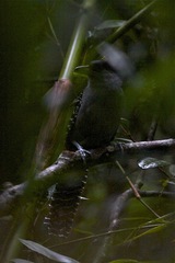 Batara cinerea
