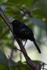 Pyriglena leucoptera