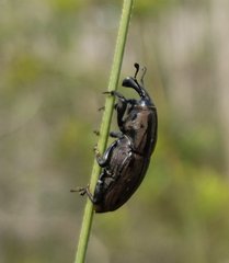 Sphenophorus latinasus