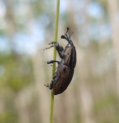 Sphenophorus latinasus