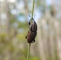 Sphenophorus latinasus