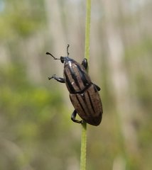 Sphenophorus latinasus