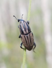 Sphenophorus latinasus