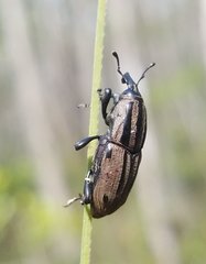 Sphenophorus latinasus