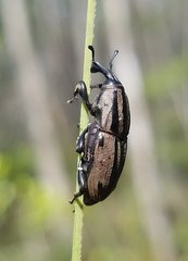 Sphenophorus latinasus