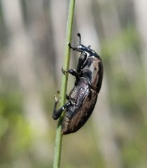 Sphenophorus latinasus