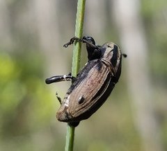 Sphenophorus latinasus