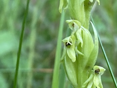 Platanthera aquilonis