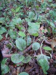 Pyrola rotundifolia