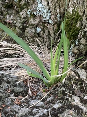 Iris foetidissima