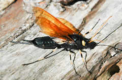 Urocerus californicus
