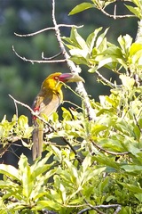 Pteroglossus bailloni