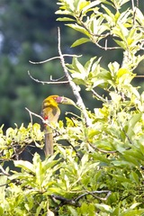 Pteroglossus bailloni